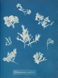 Ptilota plumosa. ß kapillärer, ca. 1853.
