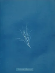 Striaria försvagad, ca. 1853.