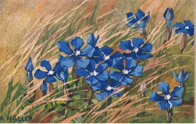 Blå valeriana, vykort, 1940-tal