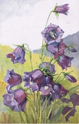 Blå blomma, vykort, 1940-tal