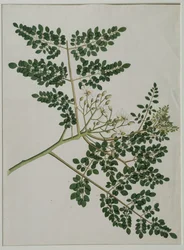 Moringa oleifera, även kallat pepparrotsträd, eller trumpinneträd (akvarell på papper)