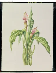 Carla Lily, 2000 (wc på papper)