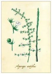 Asparagus acutifolius, 2015 (gouache)