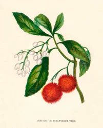 Arbutus, eller jordgubbsträd, c1891, 1891