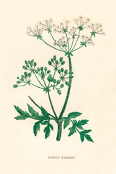 Vanlig hemlock, c1891, 1891