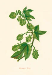 Common Hop, c1891, 1891