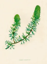 Hornört, c1891, 1891