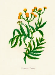 Common Tansy, c1891, 1891