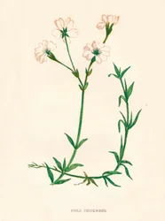 Åkergräs, c1891, 1891