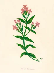 Fältgentian, c1891, 1891