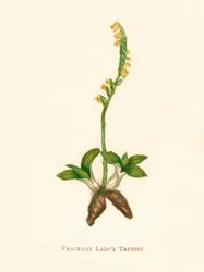 Doftande damer, c1891, 1891