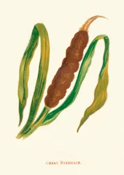 Great Reedmace, c1891, 1891