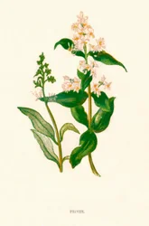 Liguster, c1891, 1891