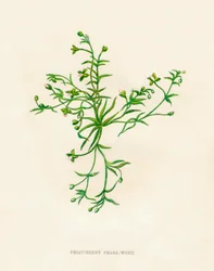 Procumbent Pearl-Wort, c1891, 1891