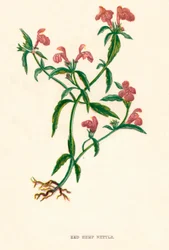 Röd hampa Nässla, c1891, 1891