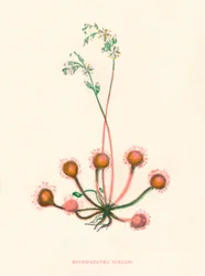 Rundbladig soldagg, c1891, 1891
