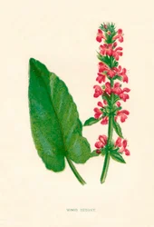 Wood Betony, c1891, 1891