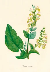 Wood Sage, c1891, 1891