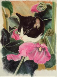 Kattunge och stockrosor