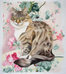 Långt hår tabby