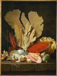 Panaches de mer, lithophytes et coquilles - Stilleben med snäckor och koraller ...