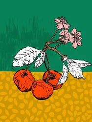Körsbärsblommor