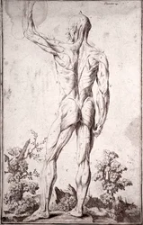 Anatomisk studie av det mänskliga muskelsystemet (gravyr