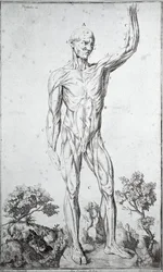 Anatomisk studie av det mänskliga muskelsystemet (gravyr