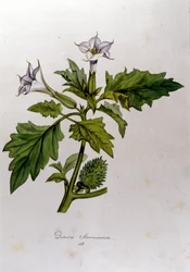 Botanisk tavla: Datura Stramonium (Datura stramoine eller stramoine officinale). Gravyr i "Flora Monacensis" av Franz von Paula Schrank (1747-1835), tysk naturforskare, Monaco 1816.