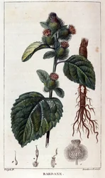 Botanisk tavla: kardborre (arctium). 1800-tals färgstick.