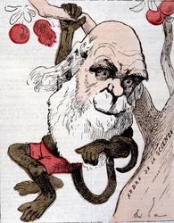 Karikatyr av Charles Robert Darwin (1809 - 1882) i ""La Lune""