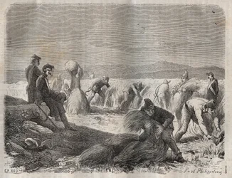 Skörda styrkor vid fängelset Belle-Ile-en-Mer (vacker ö till havs) på 1800-talet. Gravyr i "Fångarnas historia från deras skapelse till idag" (1877) av Pierre Zaccone (1817-1895) (Colonia Penale - Straffkoloni). Privat samling.