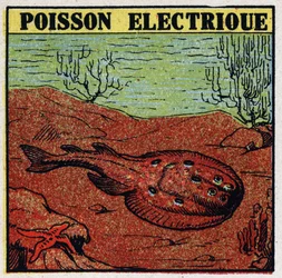 Fysiologiska effekter av elektrit: elektrisk fisk. Anonym illustration från 1925. Privat samling.