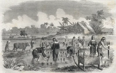 Risodling i Manila (Manilla) i Filippinerna 1864. (Plantering av ris i Manilla) Anonym gravyr. Privat samling.