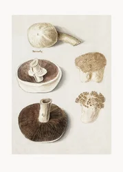 Vanlig ängssvamp, Agaricus campestris, stående