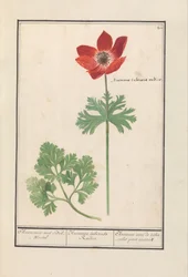 Anemoon (Anemone) Anemone met Bol-Wortel / Anemone tuberosa Radice. / Anemon med knölar för rötter (titel på objekt)