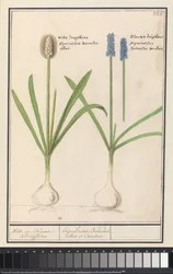Druvhyacinter och druvhyacinter (Muscari botryoides) Vita och Blå Druijfkens. / Dhijachintus Botroides. albus et coeruleus (titel på objekt)