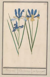 Blauwe lis (Iris sibirica) Portugeesen. / irides lusitanae. / iris portugal. (titel på objekt)