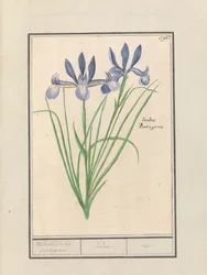 Blå iris (Iris sibirica) Luktande orris. portugisiska. / irider. / iris. (titel på objekt)