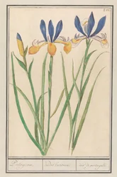 Blauwgele lis (sibirisk iris) portugisiska / Lusitanska regnbågar / iris från portugal (titel på objekt)