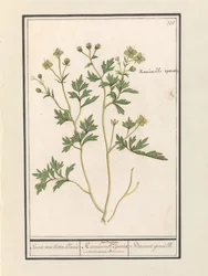 Smörblomma (Ranunculus) Art av smörblomma / Ranunculi palustris Art. / Bacinet genoille. (titel på objekt)