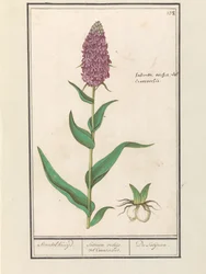 Bred orchis (Dactylorhiza majalis) Standelcruijd. / Satirion orkidéer eller Cynosorchis. / Satijrion. (titel på objekt)