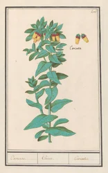 Cerinthe (Cerinthe major) Krav. / Krav. / Krav. (titel på objekt)