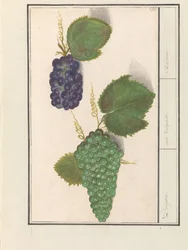 Druif (Vitis vinifera) Druijven. / uva Vulgaris. / Rusin (titel på objekt)