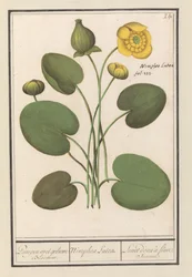 Gul diskett (Nuphar lutea) Pumpar med gula blommor. / Nimphea Lutea. / Lunet d