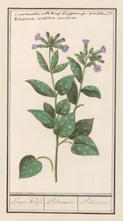 Fläckig lungört (Pulmonaria officinalis) Längre krydda. / Pulmonaria. / Lung. (titel på objekt)