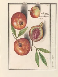 Granatäpple (Punica granatum) Grenaert äpplen. / Mala Punica. / Granater. (titel på objekt)