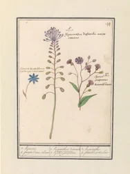 Kuifhyacint (Muscari comosum) en korenbloem (Centaurie) 1. Kapning 2. lila Coorn Bloeme / 1. hyacint dioscorides. En snygg borgmästare. 2. Cajanus lila. / 1. hyacint 2. petit bluet violet (titel på objekt)