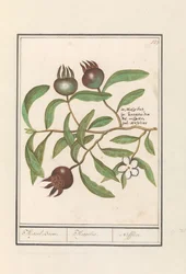 Medlar (Mespilus germanica) Medlar träd. / Mespilus. / Nefflier (titel på objekt)