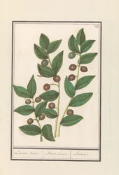 Olive (Olea europaea) lagerträd. / Bacca Laurus. / Laurel (titel på objekt)